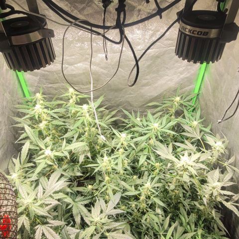 Sweet Cherry Pie growlog timeline photo