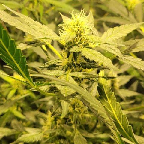 Sweet Cherry Pie growlog timeline photo