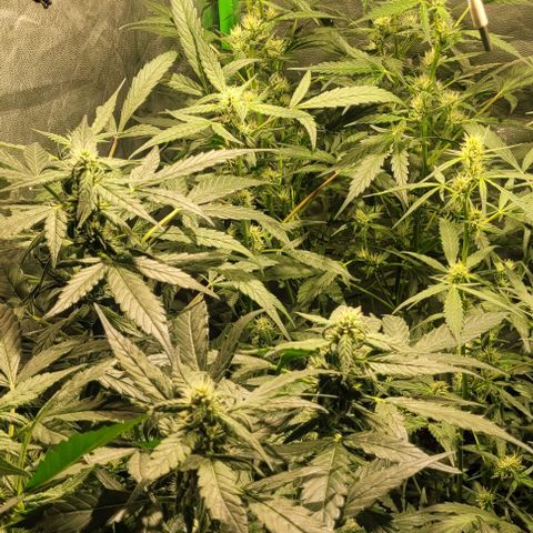 Sweet Cherry Pie growlog timeline photo