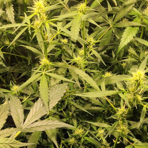Sweet Cherry Pie growlog timeline photo