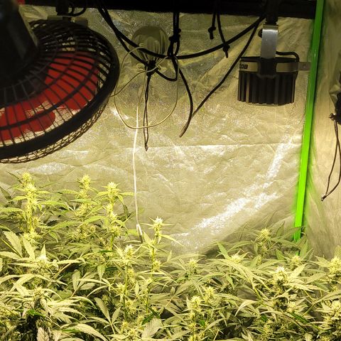 Sweet Cherry Pie growlog timeline photo