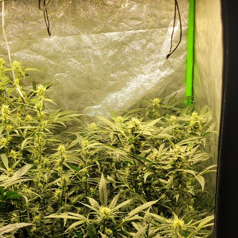 Sweet Cherry Pie growlog timeline photo