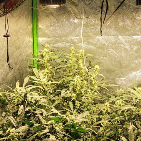 Sweet Cherry Pie growlog timeline photo