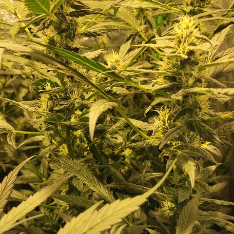 Sweet Cherry Pie growlog timeline photo
