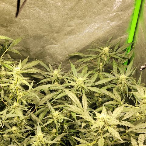 Sweet Cherry Pie growlog timeline photo