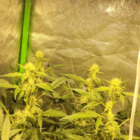 Sweet Cherry Pie growlog timeline photo