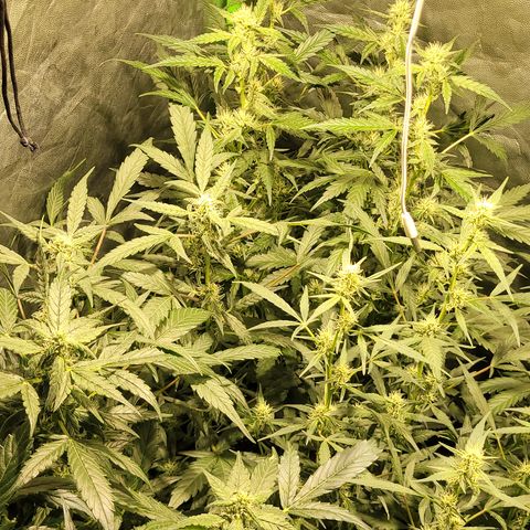Sweet Cherry Pie growlog timeline photo