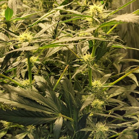 Sweet Cherry Pie growlog timeline photo
