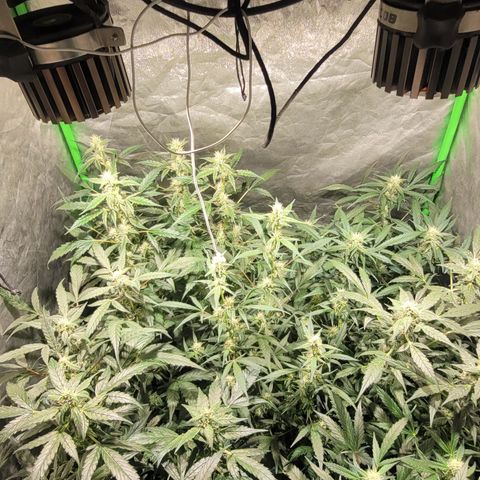 Sweet Cherry Pie growlog timeline photo