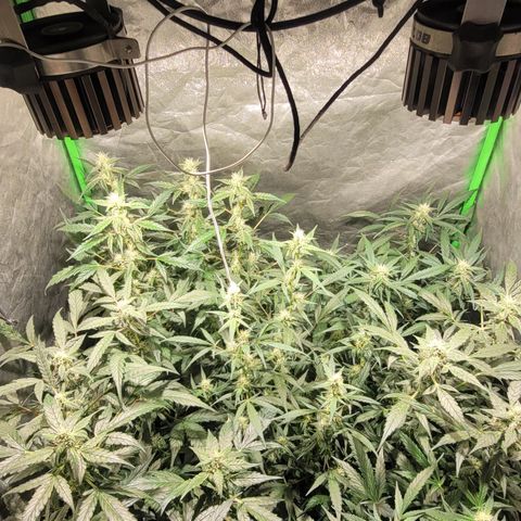 Sweet Cherry Pie growlog timeline photo