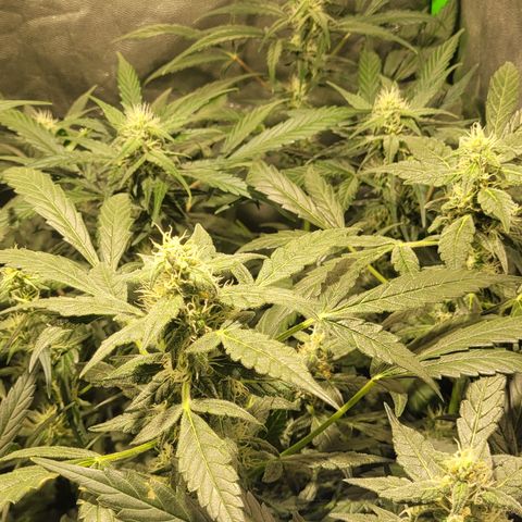 Sweet Cherry Pie growlog timeline photo
