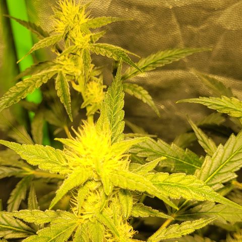 Sweet Cherry Pie growlog timeline photo