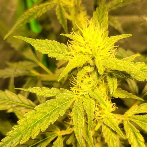 Sweet Cherry Pie growlog timeline photo