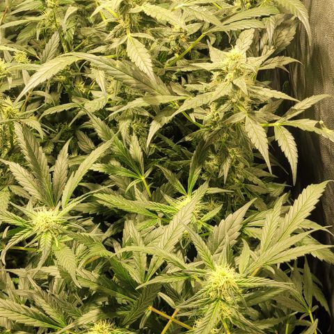 Sweet Cherry Pie growlog timeline photo