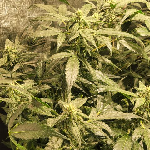 Sweet Cherry Pie growlog timeline photo