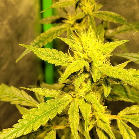 Sweet Cherry Pie growlog timeline photo
