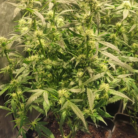 Sweet Cherry Pie growlog timeline photo