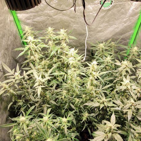 Sweet Cherry Pie growlog timeline photo