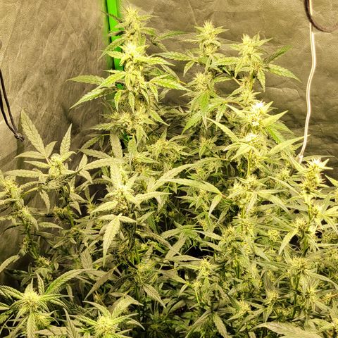 Sweet Cherry Pie growlog timeline photo