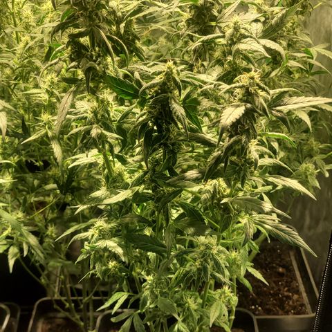 Sweet Cherry Pie growlog timeline photo