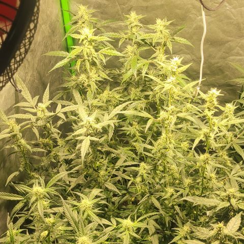 Sweet Cherry Pie growlog timeline photo