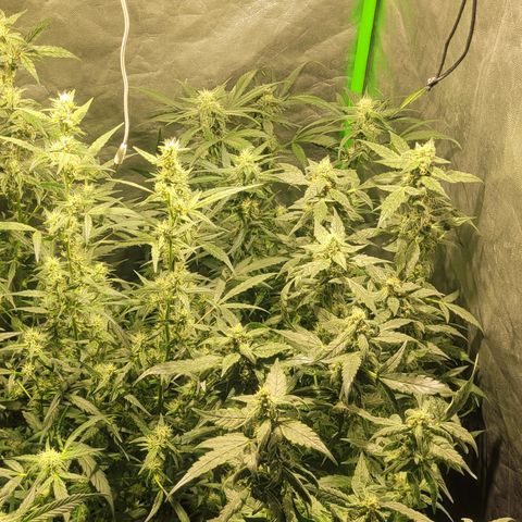 Sweet Cherry Pie growlog timeline photo