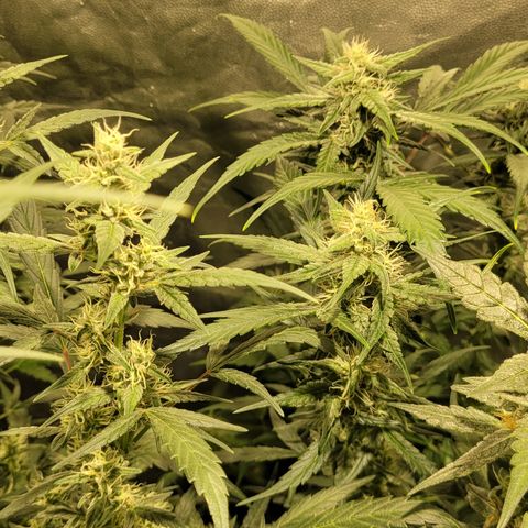 Sweet Cherry Pie growlog timeline photo