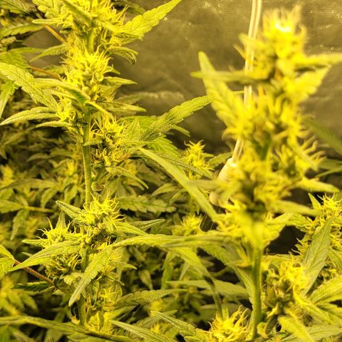 Sweet Cherry Pie growlog timeline photo