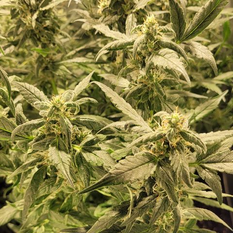 Sweet Cherry Pie growlog timeline photo