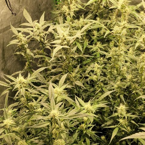 Sweet Cherry Pie growlog timeline photo