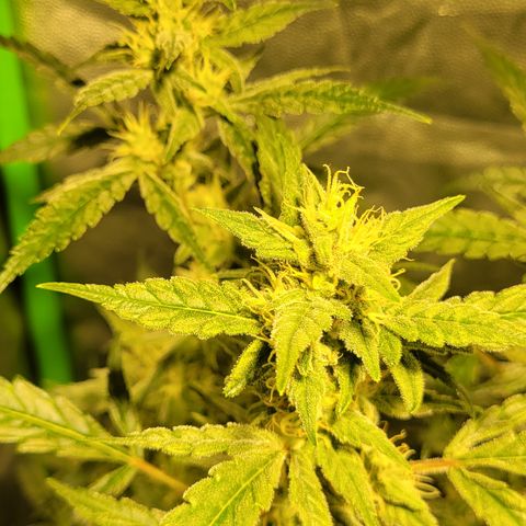 Sweet Cherry Pie growlog timeline photo