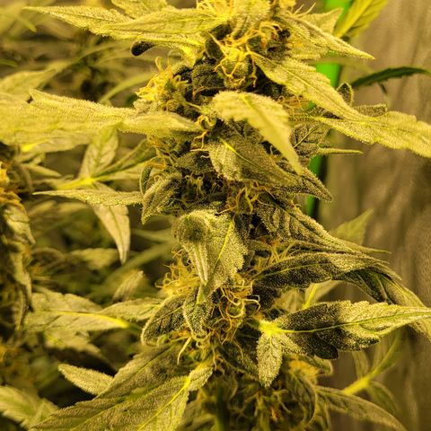 Sweet Cherry Pie growlog timeline photo