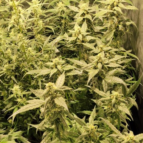 Sweet Cherry Pie growlog timeline photo