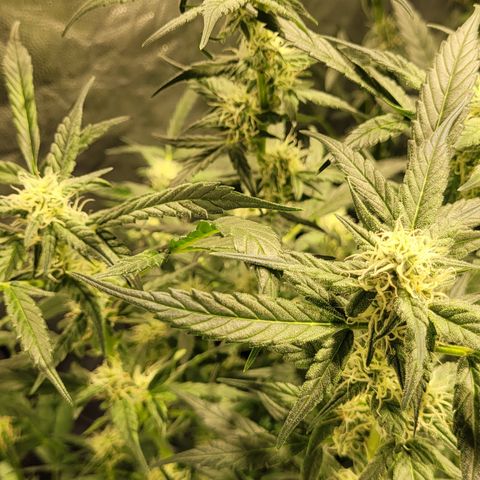 Sweet Cherry Pie growlog timeline photo