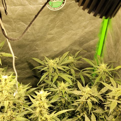 Sweet Cherry Pie growlog timeline photo