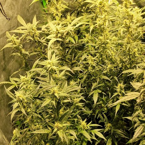 Sweet Cherry Pie growlog timeline photo