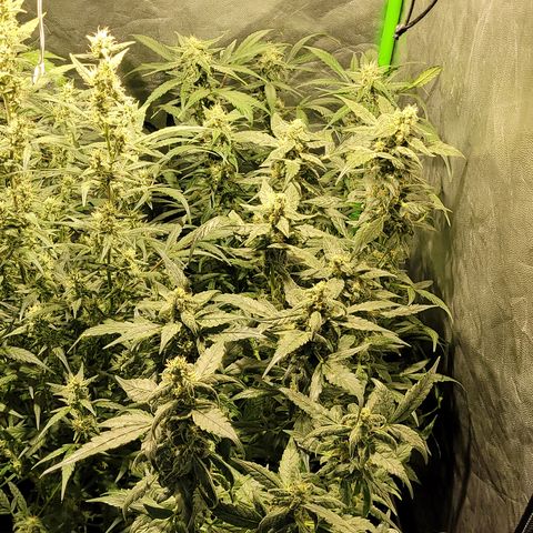 Sweet Cherry Pie growlog timeline photo