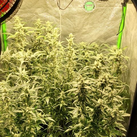 Sweet Cherry Pie growlog timeline photo
