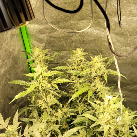 Sweet Cherry Pie growlog timeline photo