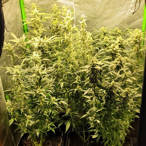 Sweet Cherry Pie growlog timeline photo