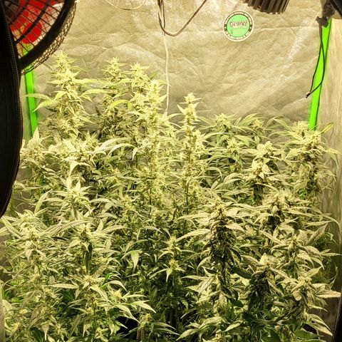 Sweet Cherry Pie growlog timeline photo