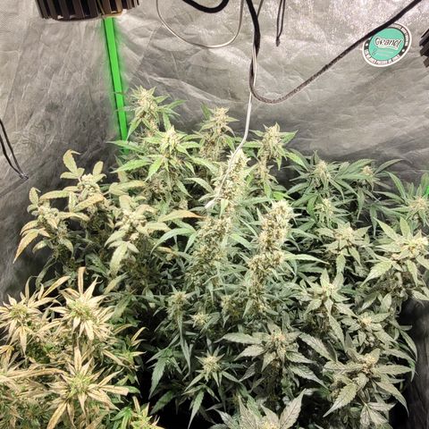 Sweet Cherry Pie growlog timeline photo