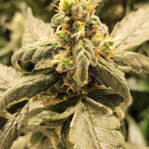 Sweet Cherry Pie growlog timeline photo