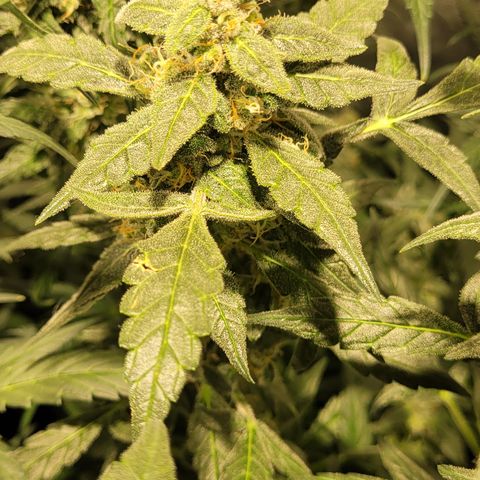 Sweet Cherry Pie growlog timeline photo