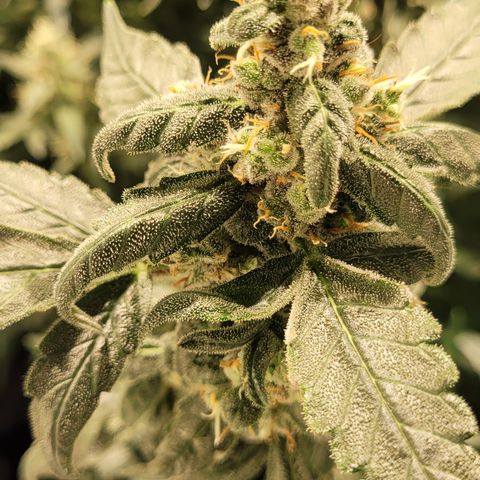Sweet Cherry Pie growlog timeline photo