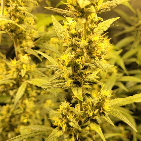 Sweet Cherry Pie growlog timeline photo