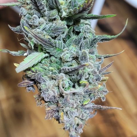 Sweet Cherry Pie growlog timeline photo