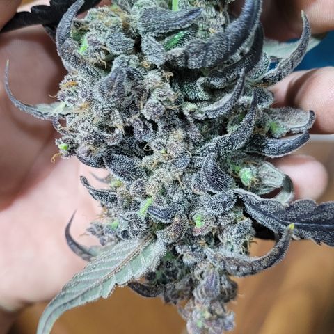 Sweet Cherry Pie growlog timeline photo