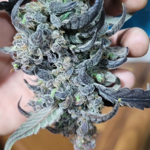 Sweet Cherry Pie growlog timeline photo