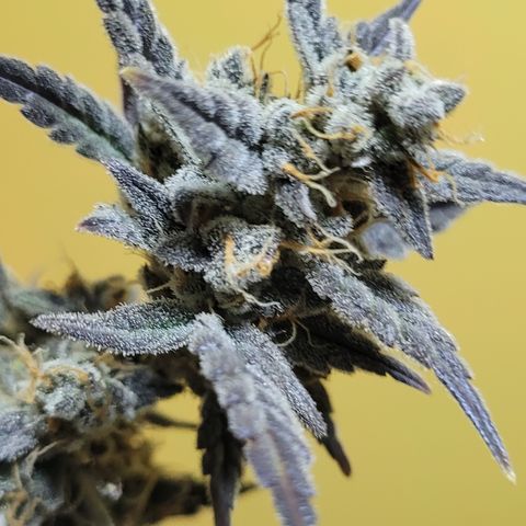 Sweet Cherry Pie growlog timeline photo